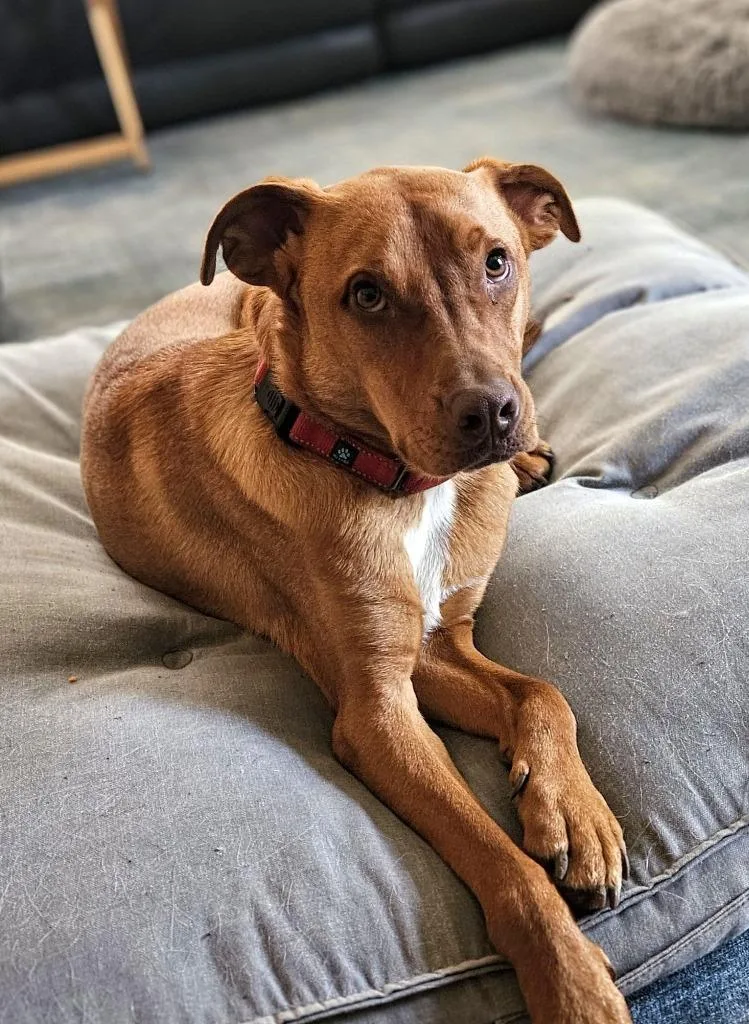 Boss Hogg $ thumbnail 5