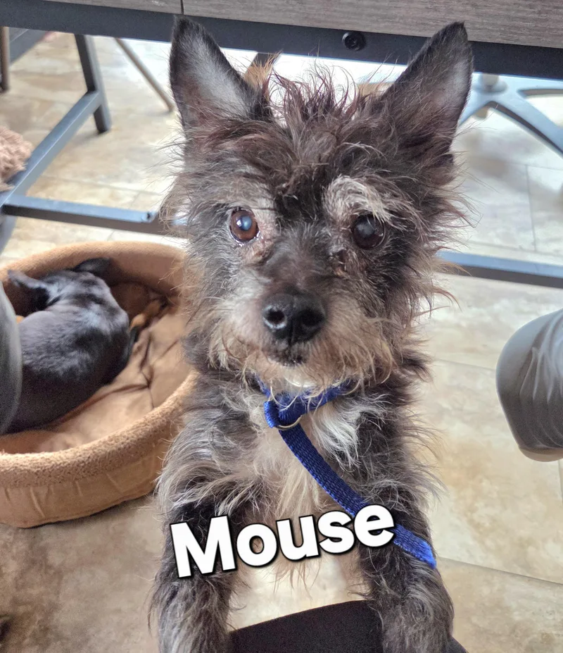 A senior small-sized male Black Fox Terrier dog named Mouse for adoption in Tunkhannock, PA