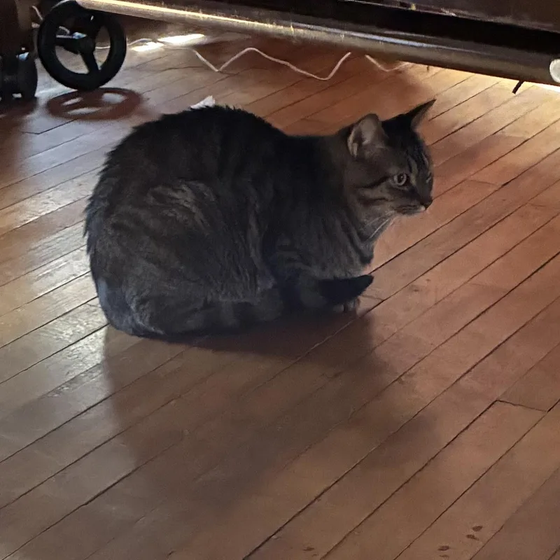 An adult medium-sized male Tabby (Brown / Chocolate) Domestic Short Hair cat named Milo for adoption in Stoughton, WI
