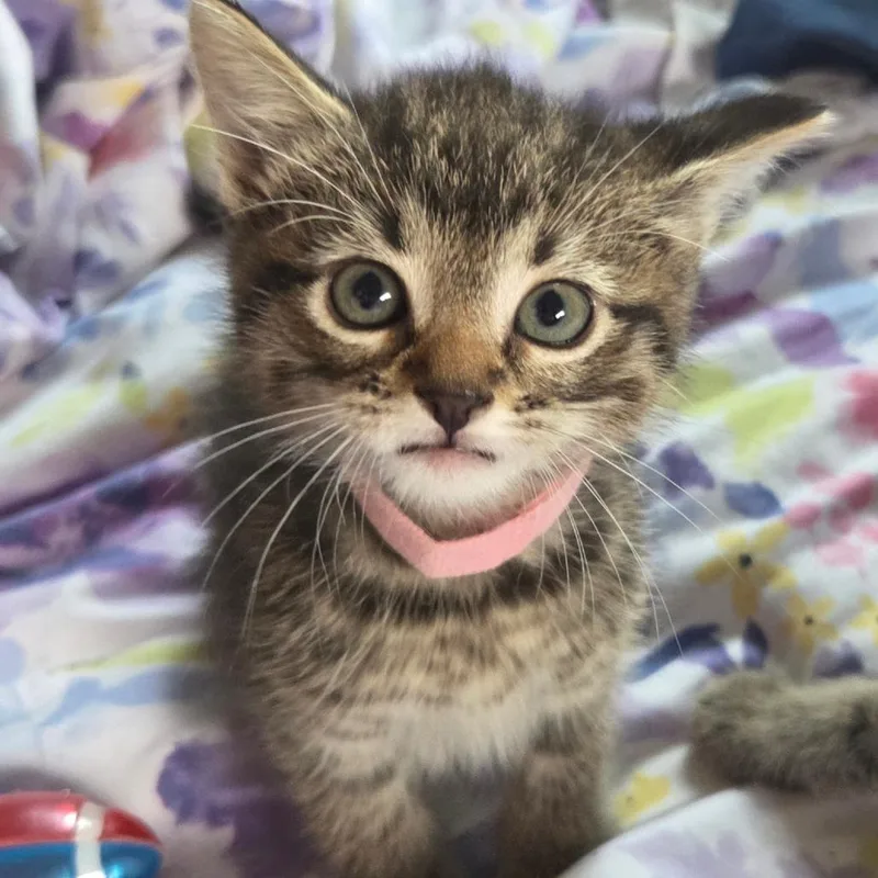 A baby small-sized female Brown / Chocolate Domestic Short Hair cat named VidaC for adoption in East Saint Louis, IL