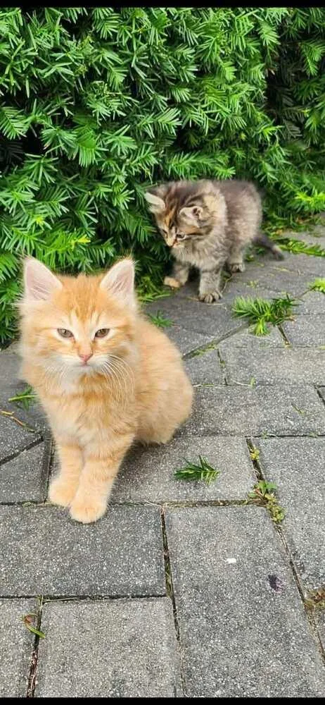 A baby small-sized male Tabby (Orange / Red) Domestic Long Hair cat named Simba for adoption in Bremen, OH
