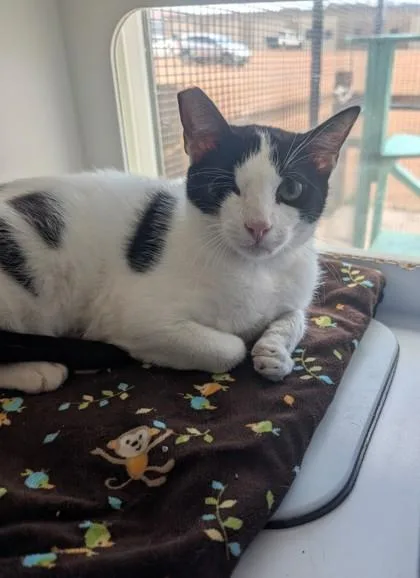 A young medium-sized male Domestic Short Hair cat named Brody for adoption in Divide, CO