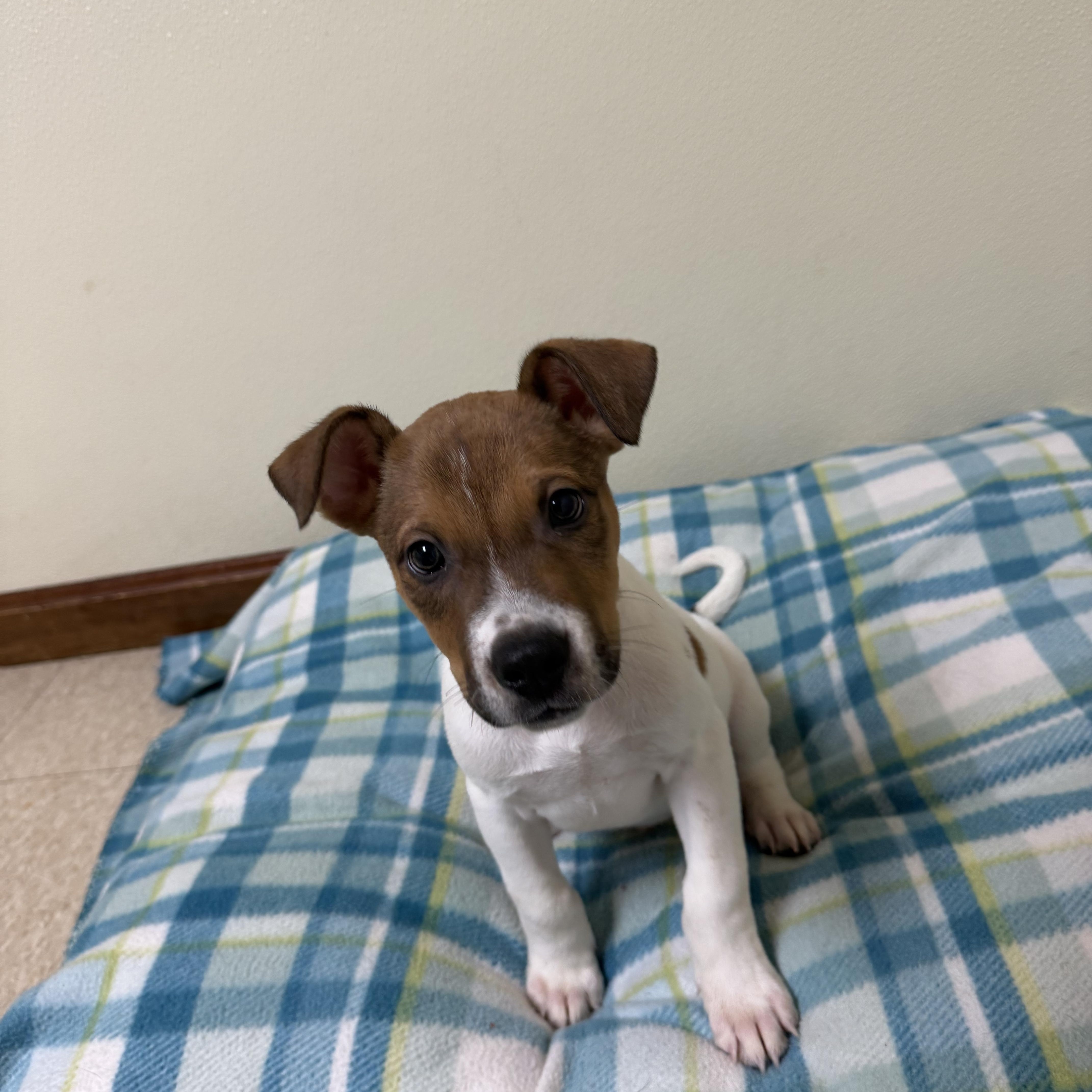 A baby medium-sized male White / Cream Mixed Breed dog named Boodrow for adoption in Douglas, MA