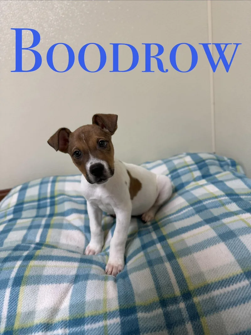 Boodrow thumbnail 4