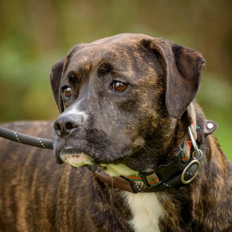 A young medium-sized male Brindle Hound dog named Avery for adoption in Lambertville, NJ
