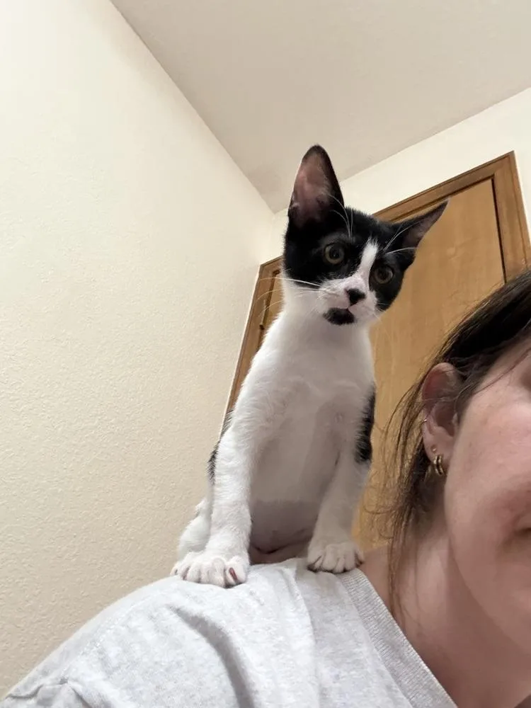 A baby small-sized female Black & White / Tuxedo Domestic Short Hair cat named Matilde Kahlo for adoption in Dallas, TX