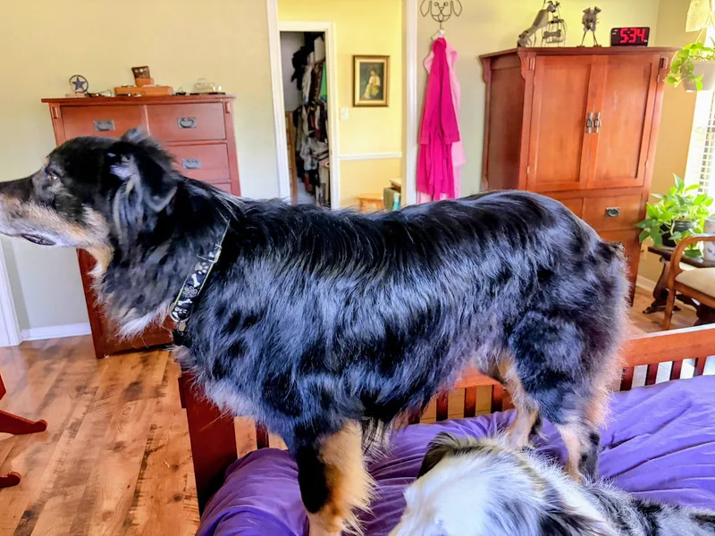 An adult medium-sized male Black Australian Shepherd dog named Arph   Kirby for adoption in North Richland Hills, TX