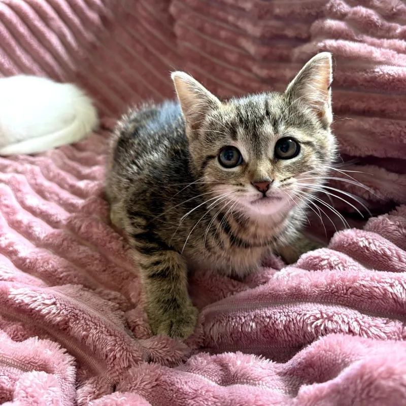 A baby small-sized female Brown / Chocolate Domestic Short Hair cat named Kaliopi for adoption in Lexington, KY