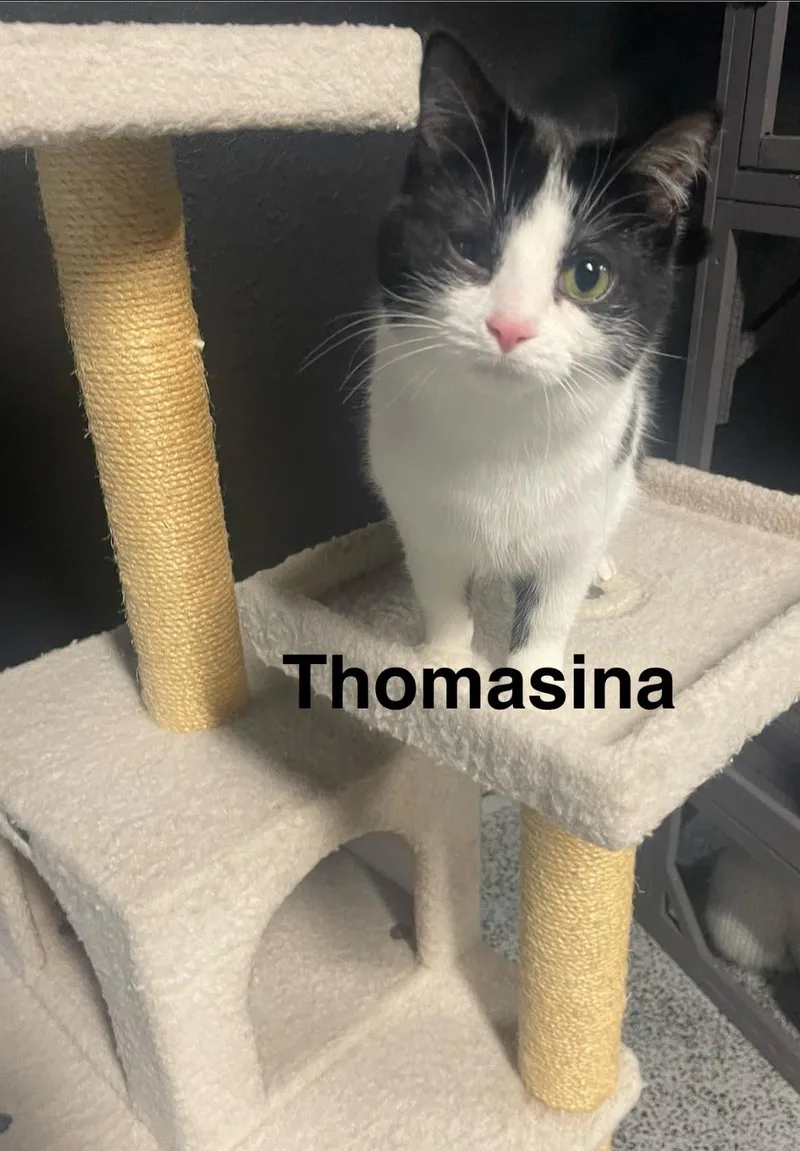 Thomasina thumbnail 2