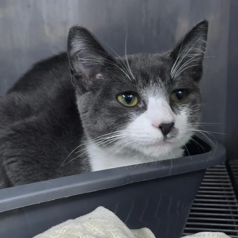 A baby small-sized male Gray / Blue / Silver Domestic Short Hair cat named Toby for adoption in Marble, NC
