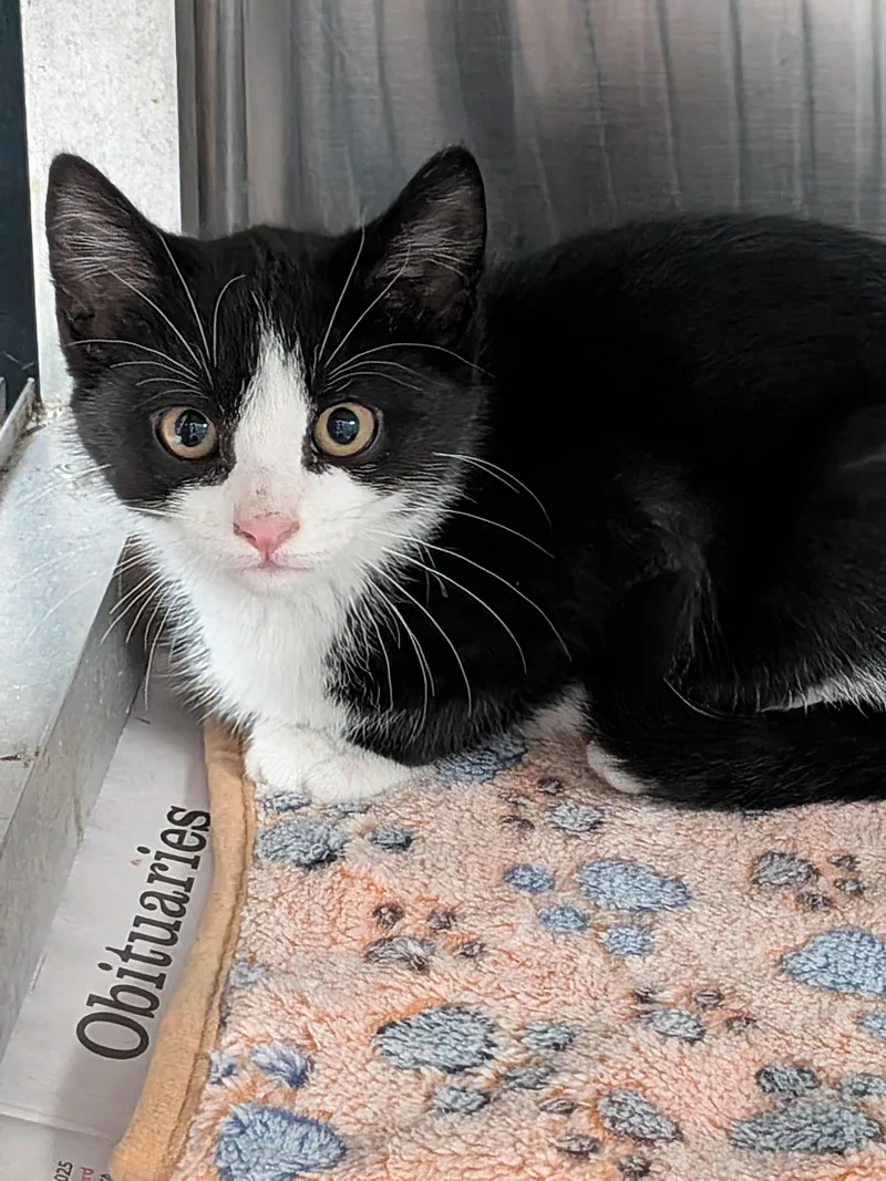 A baby medium-sized female Black & White / Tuxedo Domestic Short Hair cat named Latte for adoption in Heathsville, VA