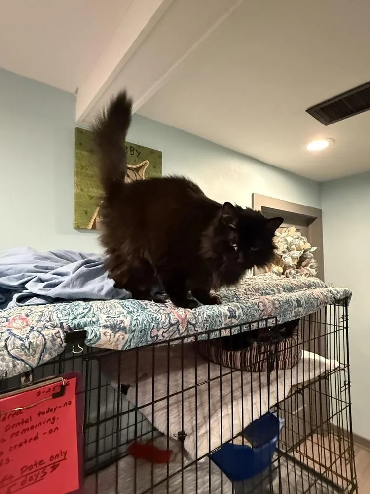 Finn aka Fiona thumbnail 2