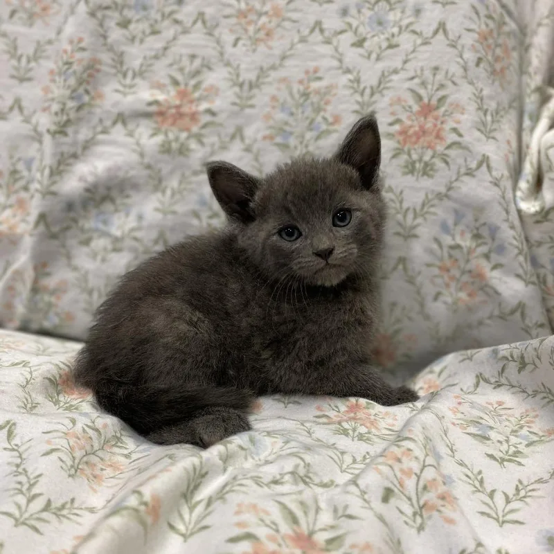 A young medium-sized male Gray / Blue / Silver Domestic Short Hair cat named Tony Stark for adoption in Los Angeles, CA