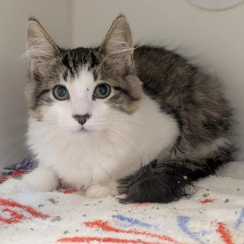 A baby small-sized female Brown / Chocolate Domestic Medium Hair cat named Lucy for adoption in Prairie du Chien, WI
