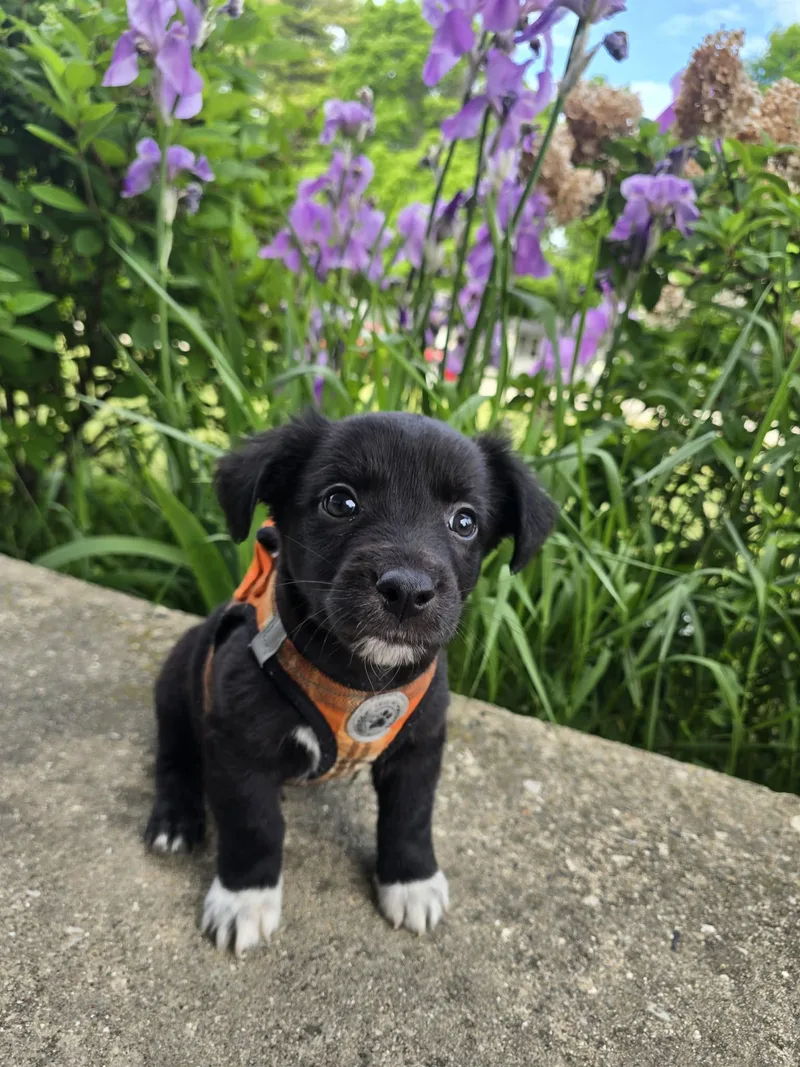 A baby medium-sized male Black Mixed Breed dog named Javier for adoption in Kenosha, WI