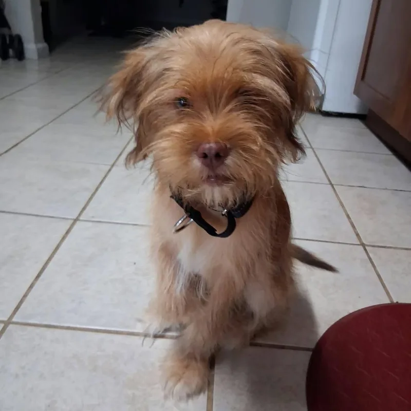 A baby small-sized male Yellow / Tan / Blond / Fawn Mixed Breed dog named Butterscotch for adoption in Dickinson, TX
