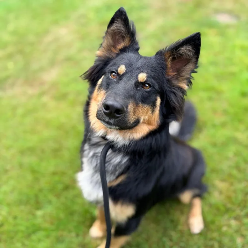 A young medium-sized male Black Australian Shepherd dog named Thaddeus for adoption in Bellingham, WA