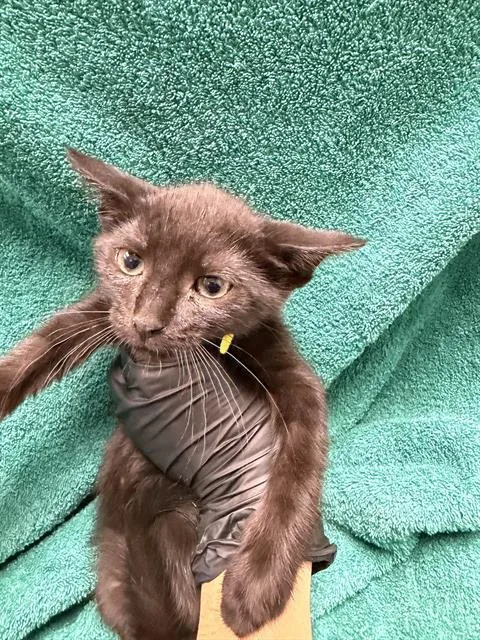 A baby small-sized female Domestic Short Hair cat named Pumpkin for adoption in Ontario, CA