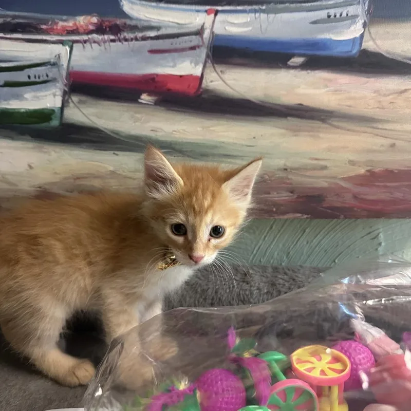 An adult small-sized male Domestic Medium Hair cat named Orange Fanta for adoption in Martinsville, IN