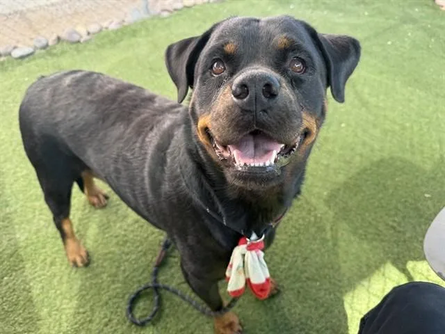 An adult large-sized female Rottweiler dog named Adeline for adoption in Phoenix, AZ
