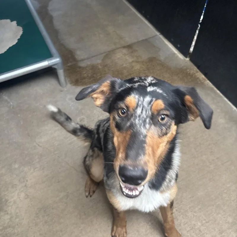 A young medium-sized male Terrier dog named Kling for adoption in Dallas, TX