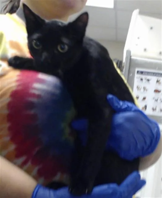 A young medium-sized female Domestic Short Hair cat named Elizabeth for adoption in Fayetteville, NC