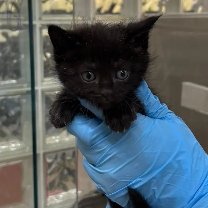 A baby small-sized male Black Domestic Short Hair cat named Karl for adoption in West Palm Beach, FL
