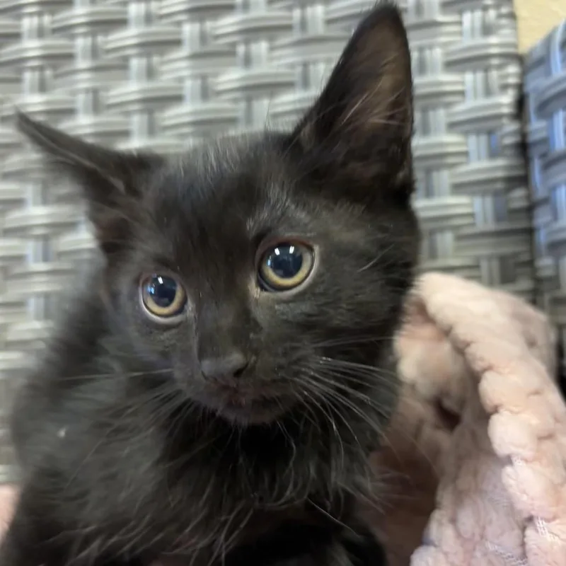A baby small-sized female Domestic Short Hair cat named Sabrina for adoption in Santa Barbara, CA