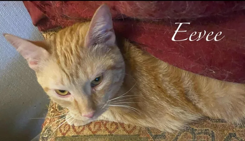 A young medium-sized female Orange / Red Domestic Short Hair cat named Eevee for adoption in Kenhorst, PA