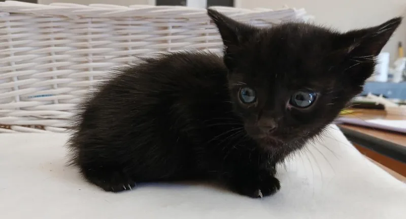 A baby small-sized male Black Domestic Short Hair cat named Ginkgo for adoption in Dickson, TN