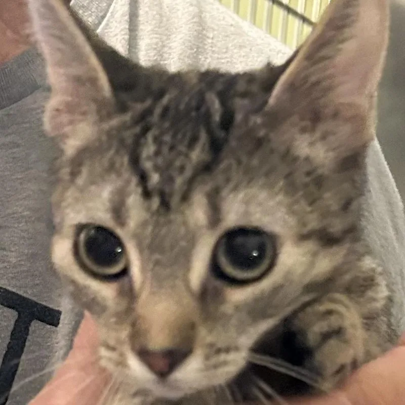 A young small-sized female Brown / Chocolate Domestic Short Hair cat named Bcuddles for adoption in Arizona City, AZ