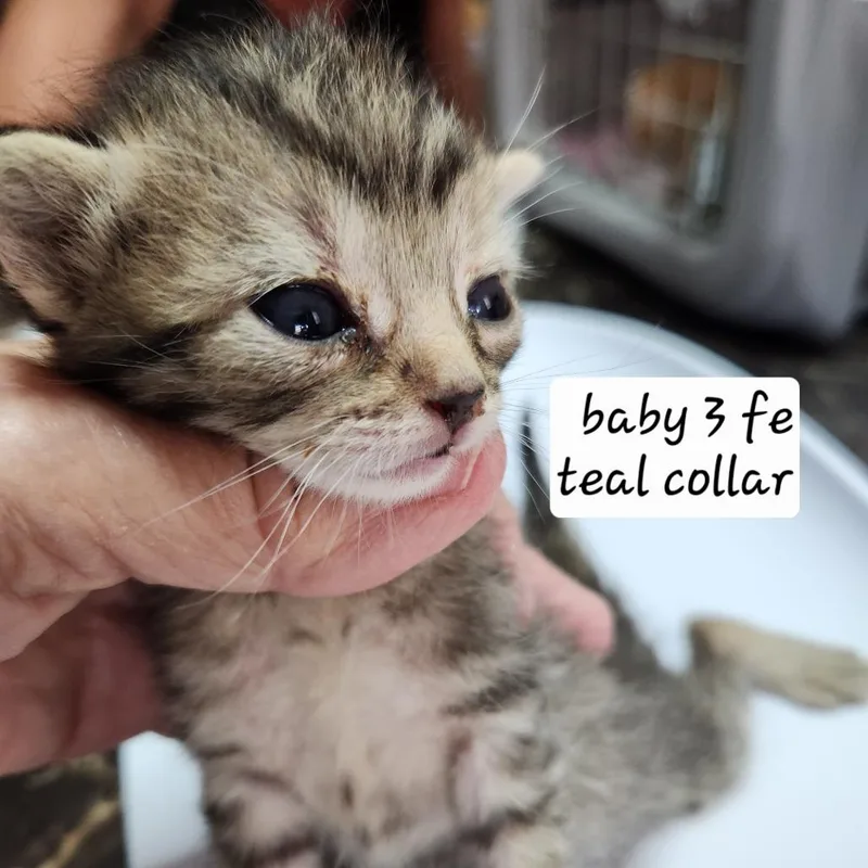 Bcuddles thumbnail 2