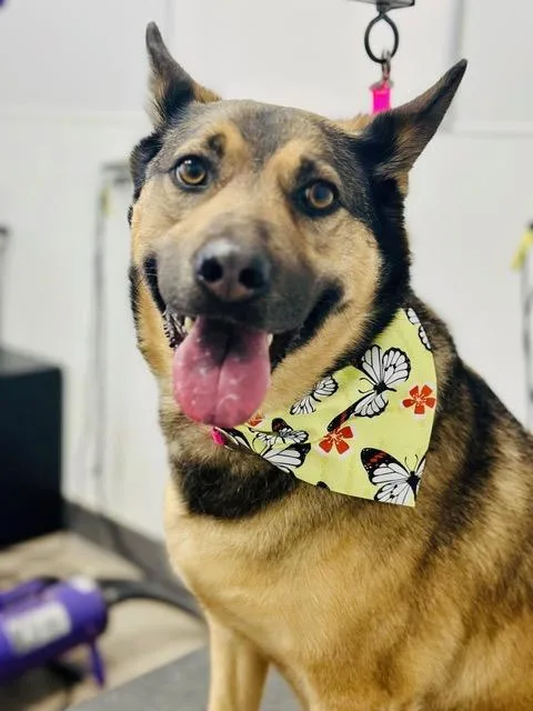 An adult medium-sized female Shepherd dog named Hazel for adoption in Zimmerman, MN