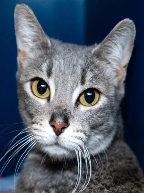 An adult small-sized female Domestic Short Hair cat named Bentley for adoption in Boston, MA