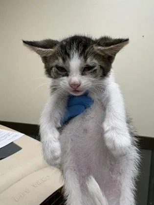 A baby small-sized female Domestic Short Hair cat named Sugar for adoption in Palm Coast, FL