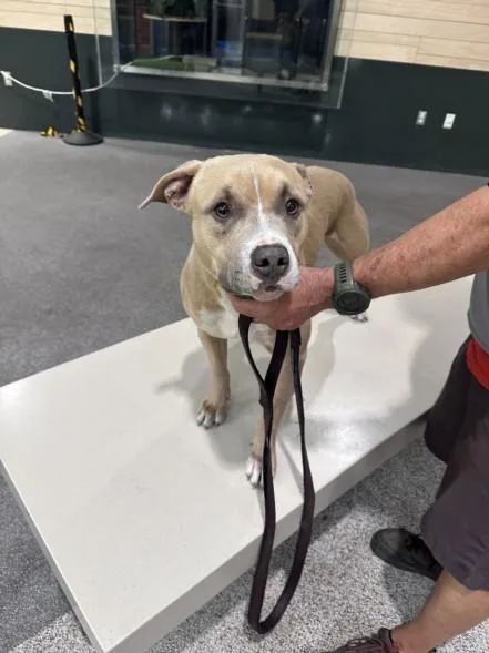 A young large-sized male Pit Bull Terrier dog named Ross for adoption in Los Angeles, CA