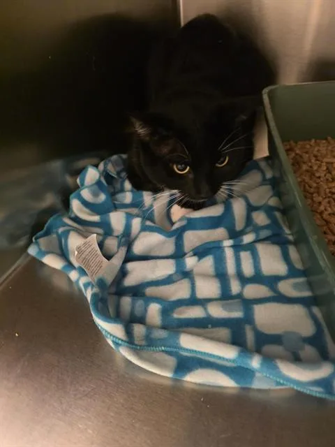 An adult small-sized male Domestic Short Hair cat named Mugwort Mcscrungle for adoption in West Valley City, UT