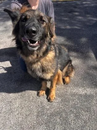 An adult large-sized male German Shepherd Dog dog named Tsunami for adoption in Daytona Beach, FL
