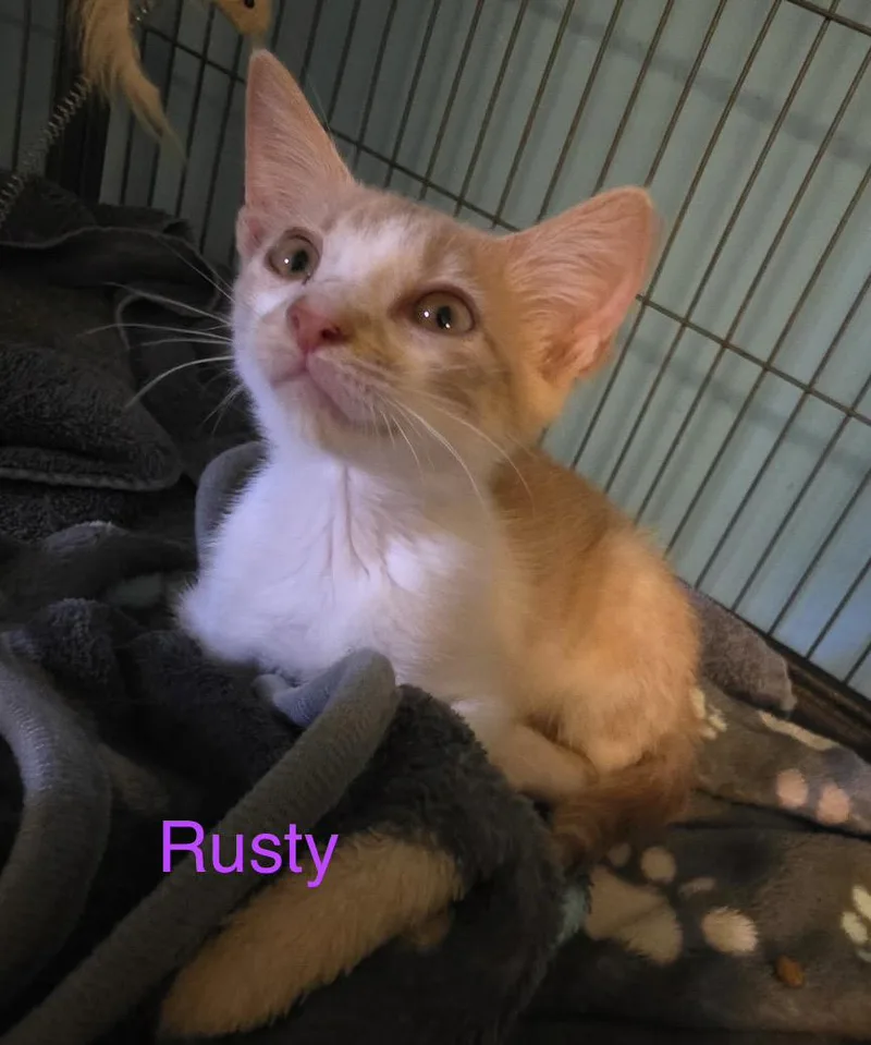A baby medium-sized male Orange & White Domestic Short Hair cat named Rusty for adoption in Shrewsbury, MA