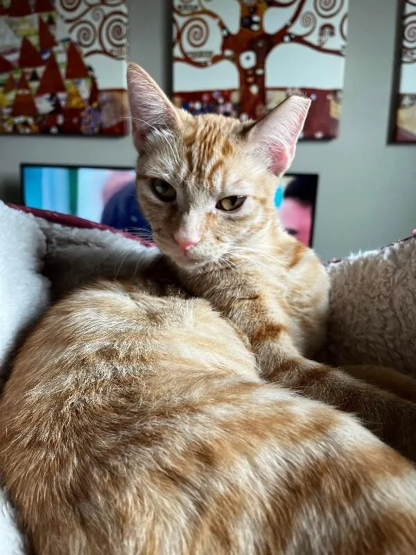 Crookshanks