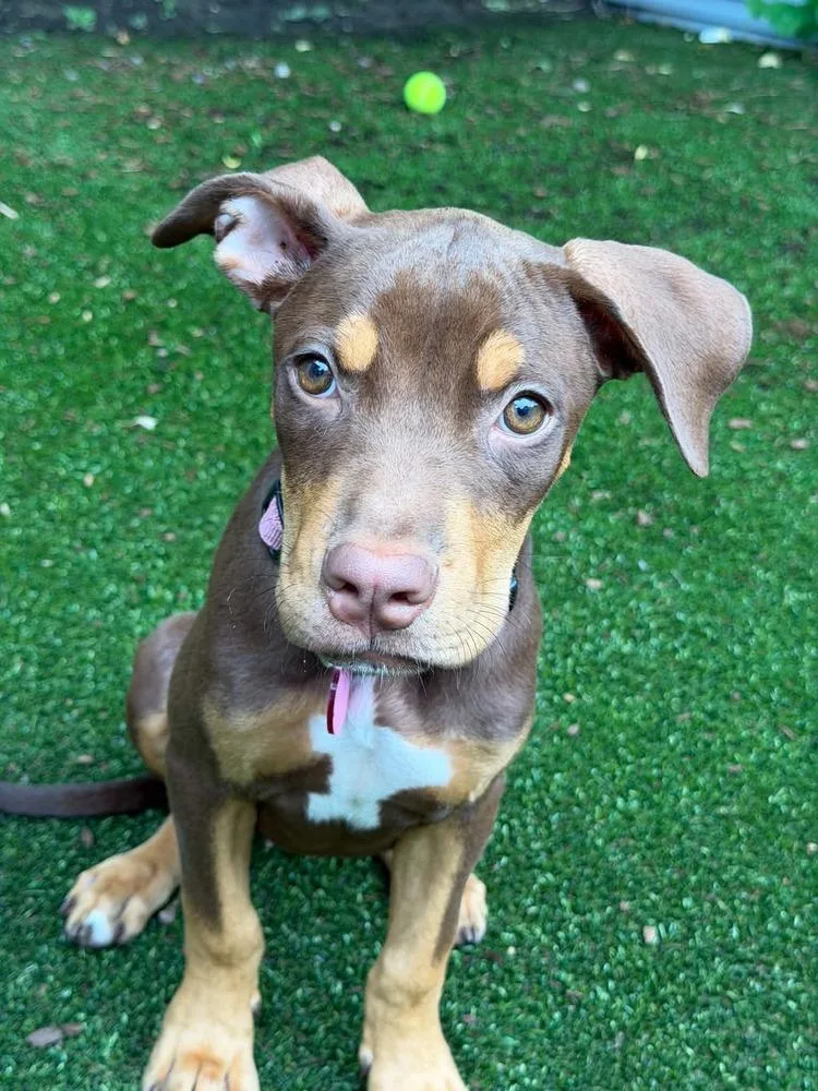 A baby small-sized female Labrador Retriever dog named Nutella for adoption in Amherst, NY