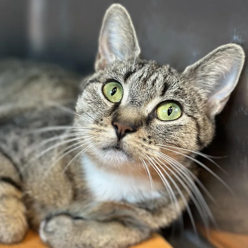 An adult medium-sized female Brown / Chocolate Domestic Short Hair cat named Ariel for adoption in Matteson, IL