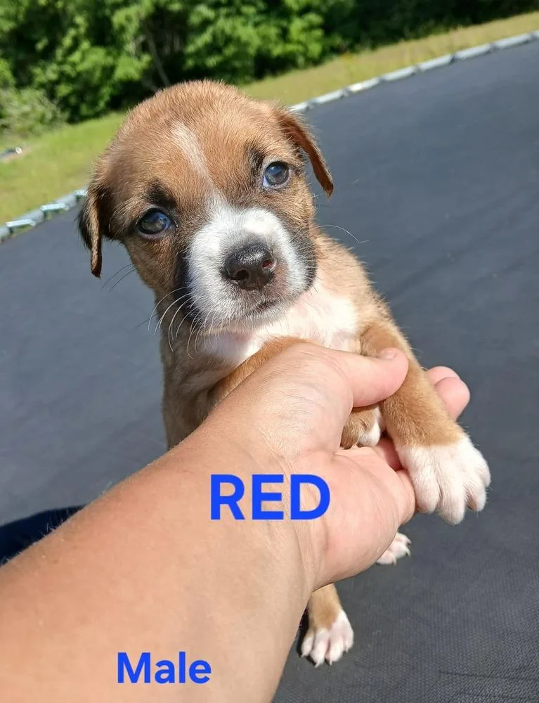 A baby large-sized male Boxer dog named Red for adoption in Troy, AL