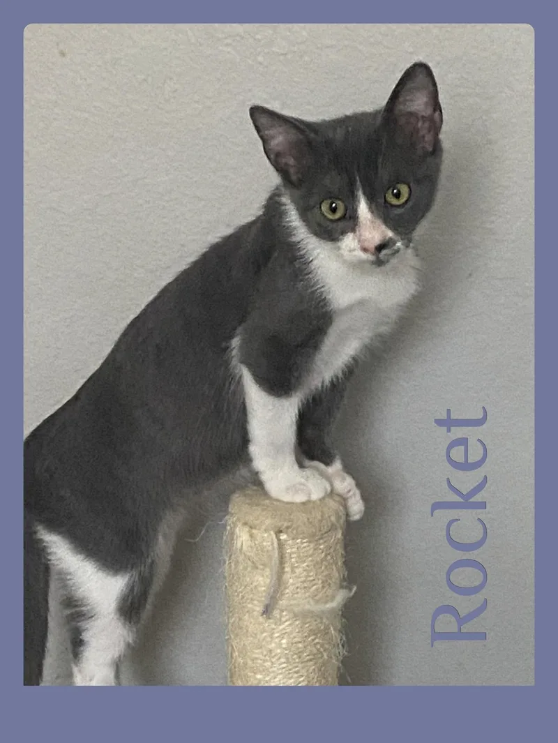 A baby medium-sized male Tabby cat named Rocket for adoption in Lawton, OK