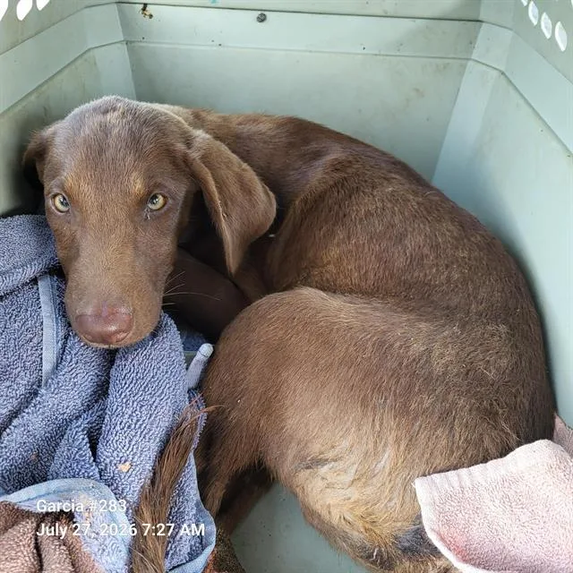 A baby small-sized male Labrador Retriever dog named Demi for adoption in San Antonio, TX