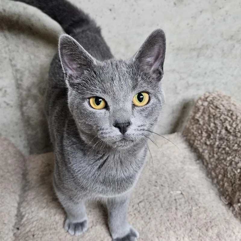 A baby medium-sized female Gray / Blue / Silver Domestic Short Hair cat named Bluebird for adoption in Hudsonville, MI
