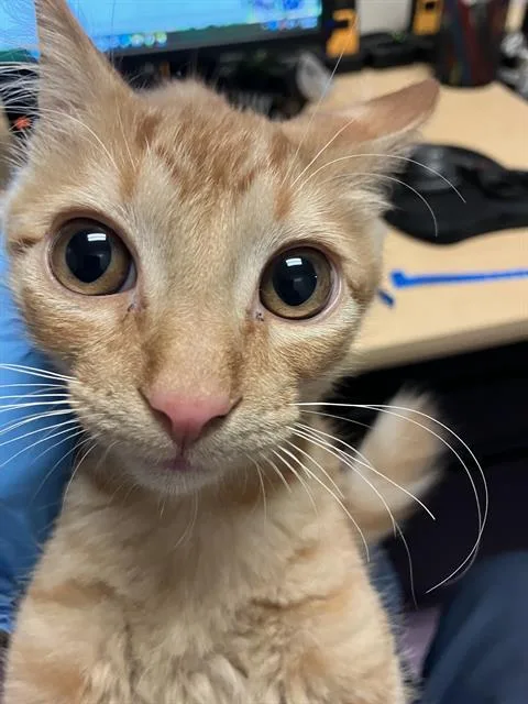 A baby medium-sized male Domestic Short Hair cat named Carlos for adoption in Long Beach, CA