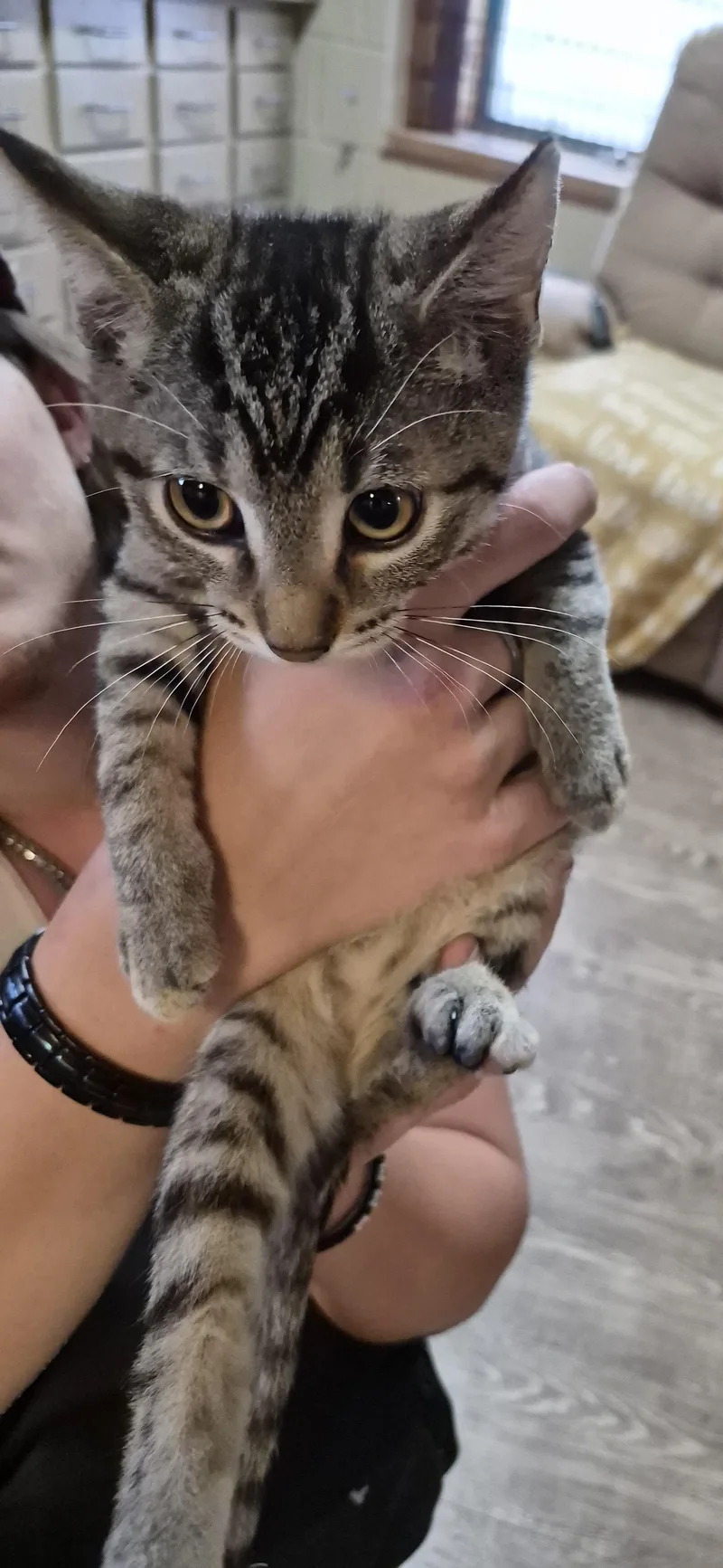 A baby medium-sized female Gray & White Domestic Short Hair cat named Nyssa for adoption in Owatonna, MN
