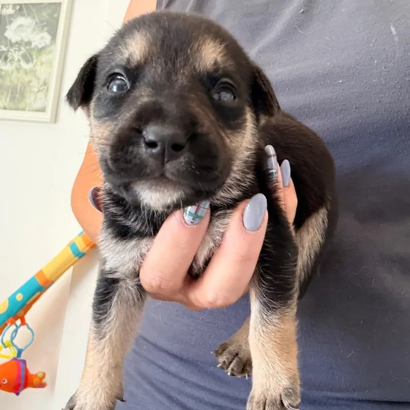 A baby medium-sized male English Bulldog dog named Austin for adoption in Sacramento, CA