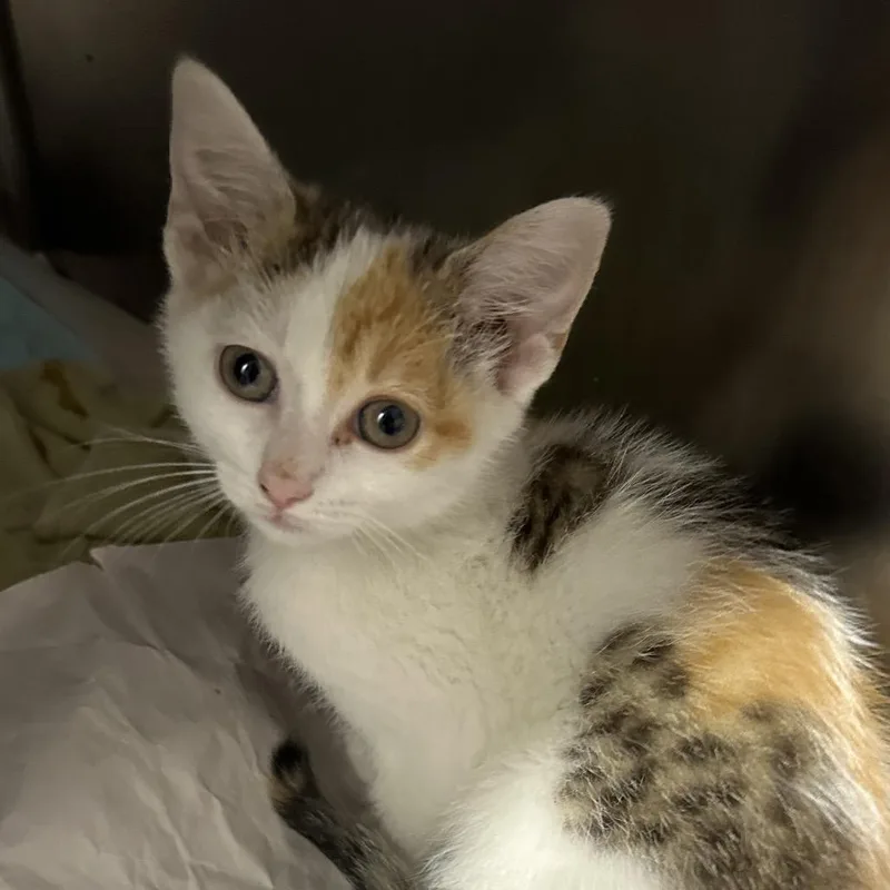 A baby small-sized female Calico Domestic Short Hair cat named Katara for adoption in Corbin, KY